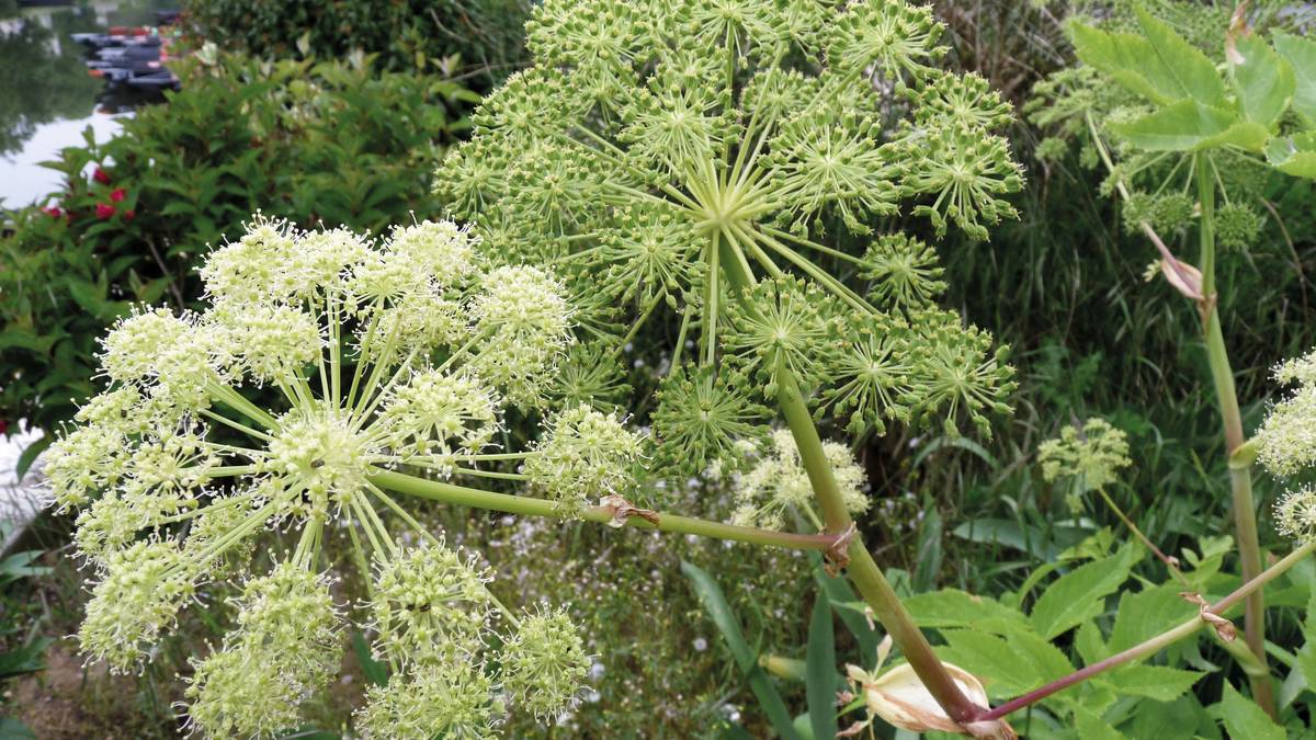 Aingeru-belar landatua