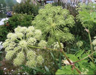 Aingeru-belar landatua