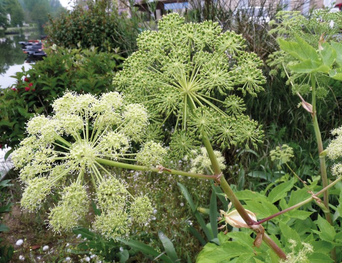 Aingeru-belar landatua