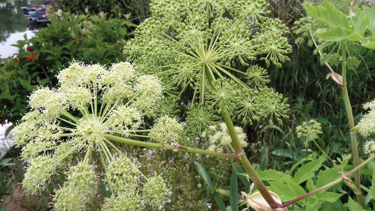 Aingeru-belar landatua