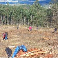 175 zuhaitz landako dituzte domekan, Zuhaitz Egunean