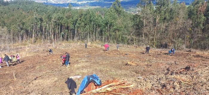 175 zuhaitz landako dituzte domekan, Zuhaitz Egunean
