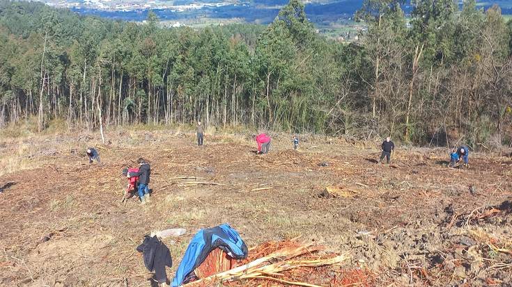 175 zuhaitz landako dituzte domekan, Zuhaitz Egunean