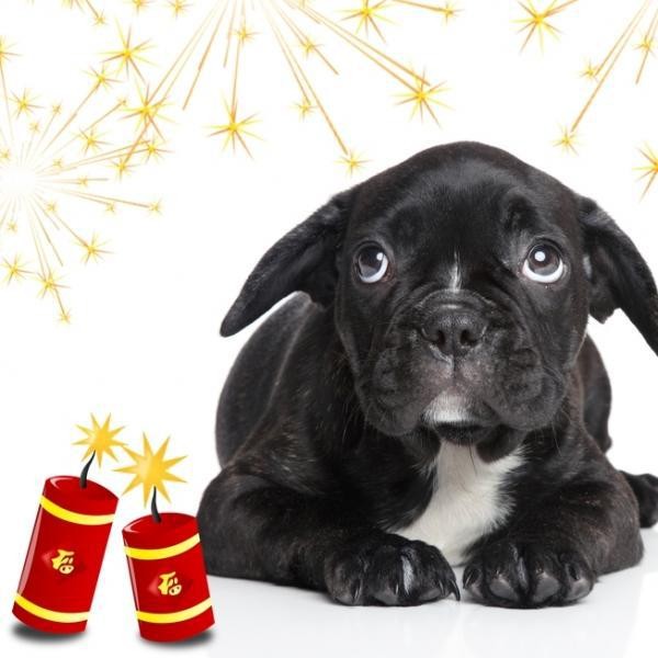 Hitzaldia - Txakurrak eta zarata