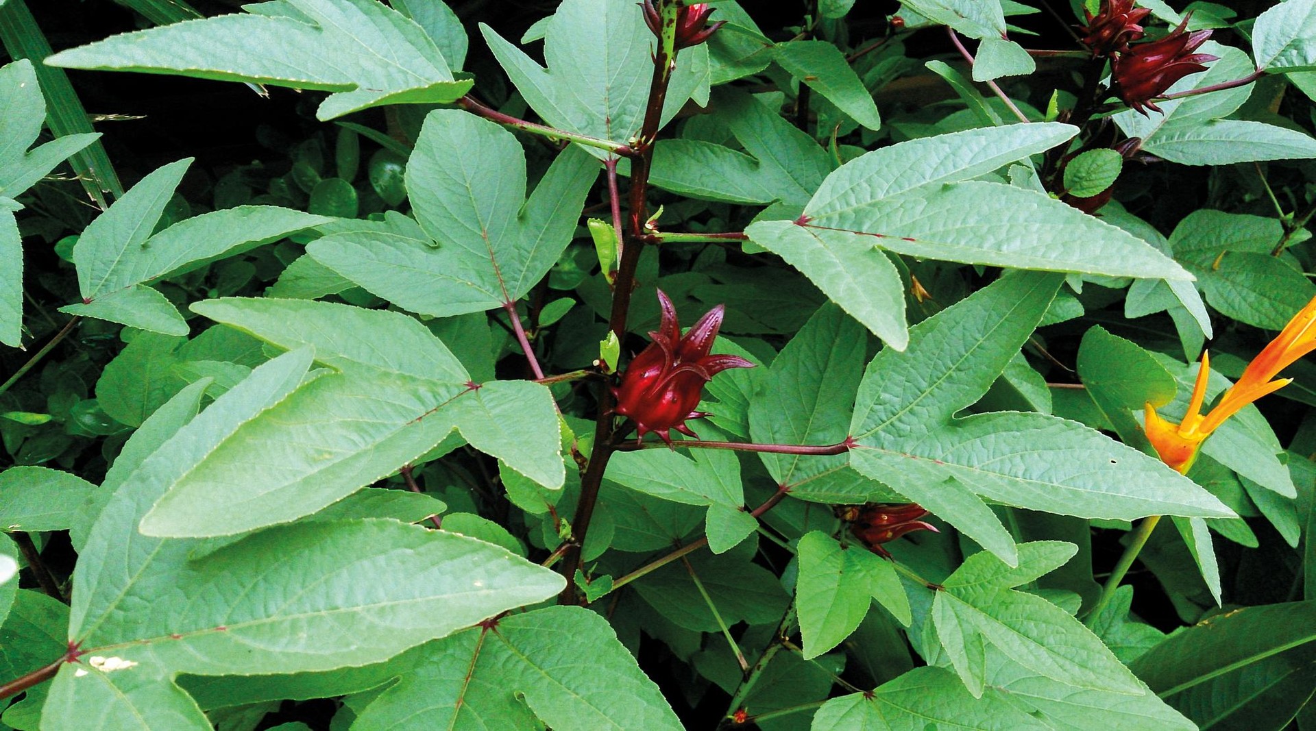 Hibiskoa