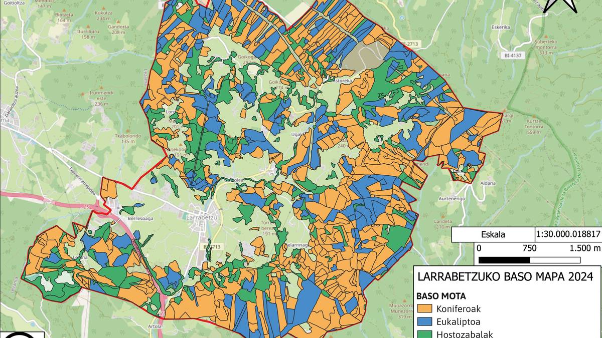 Pinua zegoen lekuan, eukaliptoa