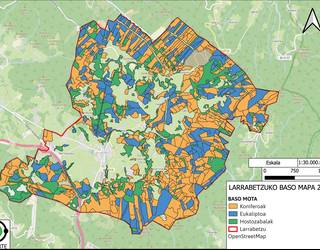 Pinua zegoen lekuan, eukaliptoa