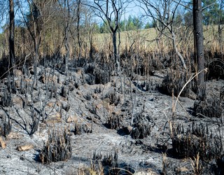 Ekologistak Martxanek Derioko eta Loiuko udalei eskatu die panpako luma erabat desagerrarazteko