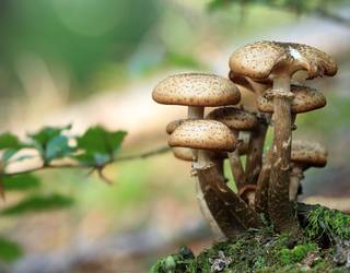 XVI. Mikologi Jardunaldiak asteburuan Derion