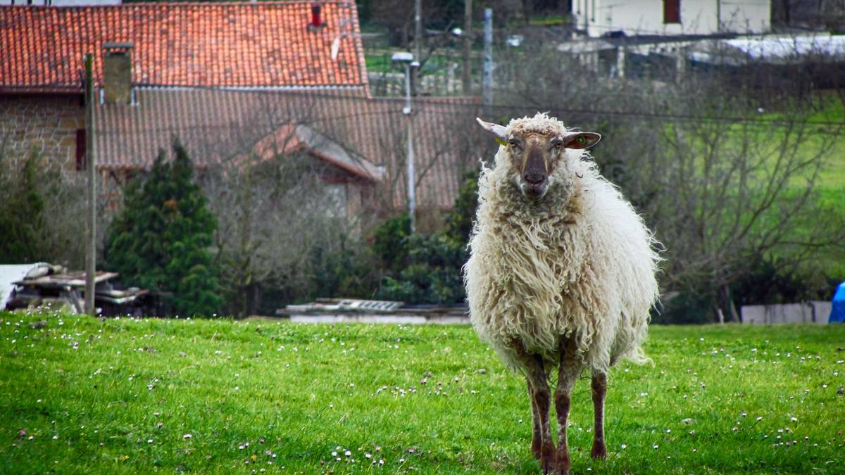 Artile bilketa egingo du Lezamako kooperatibak barikuan eta zapatuan