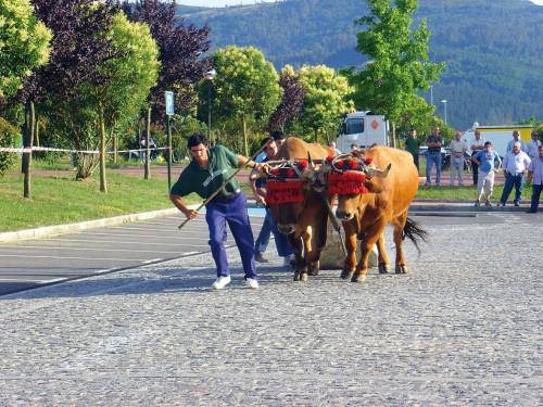 Idi probak