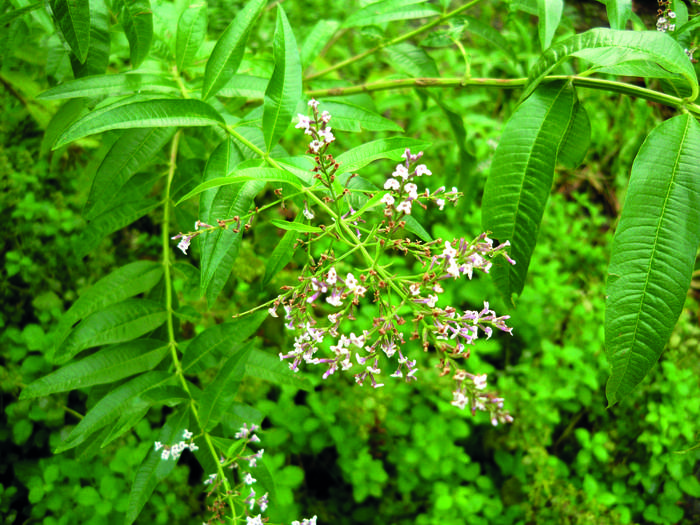 Berbena limoiusaina