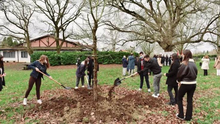 Haritzak landatu dituzte Loiun, COVID-19aren eraginez hildakoei omenaldia egiteko