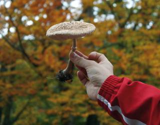 Zizegorri Mikologia Elkartea Zamudioko Azokan