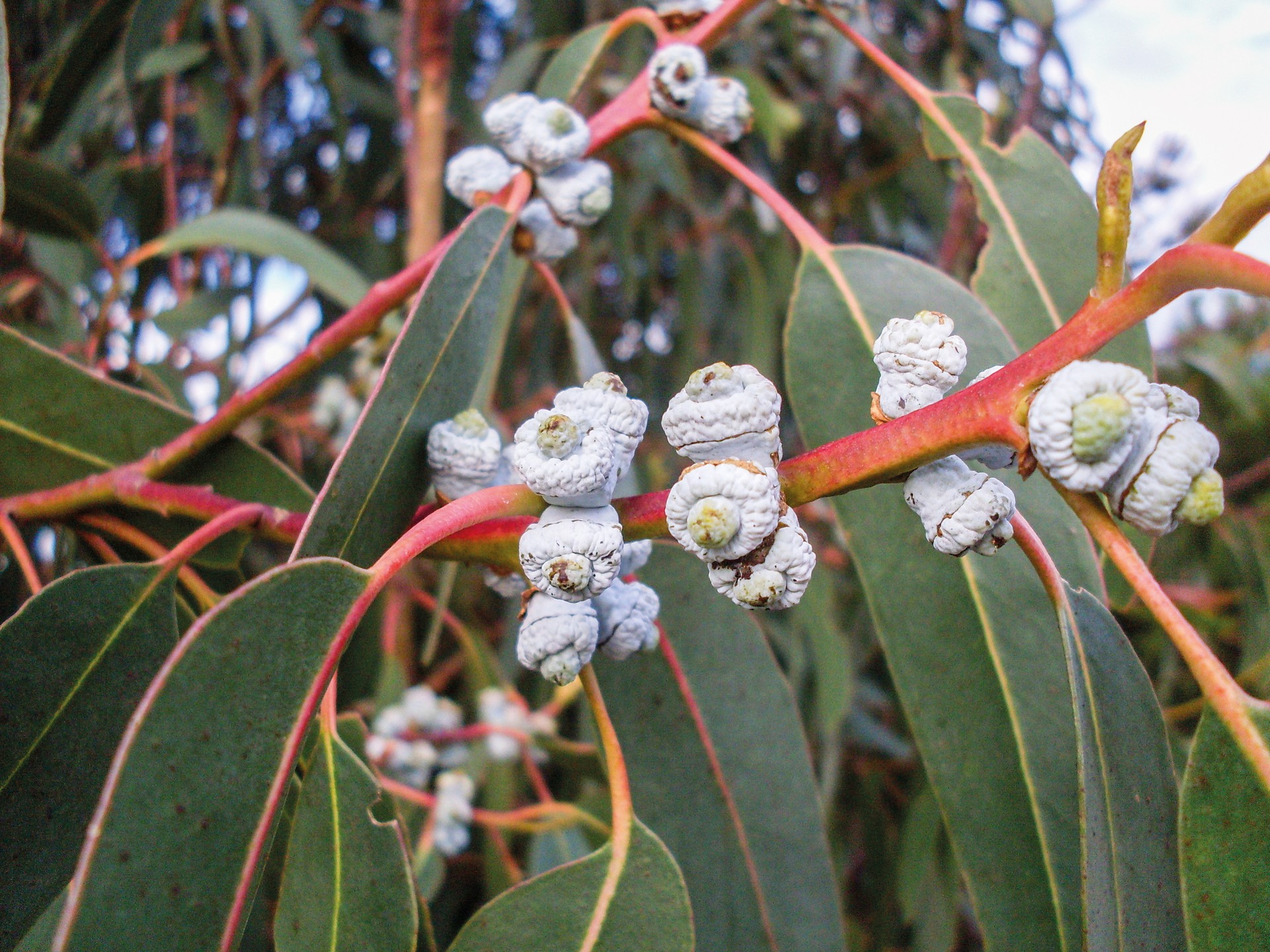 Eukaliptoa
