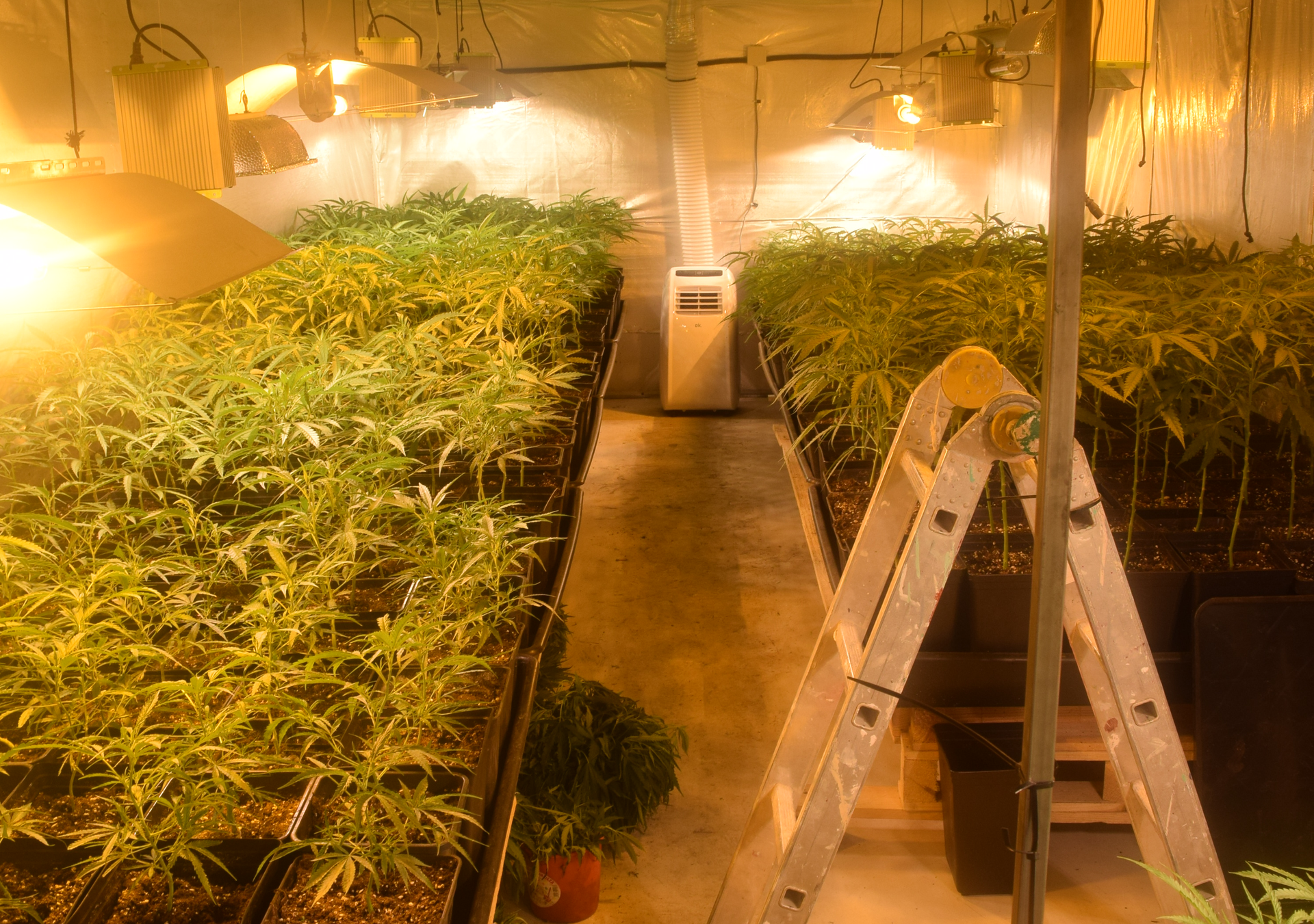 Marihuana-plantazio bat topatu dute Loiun