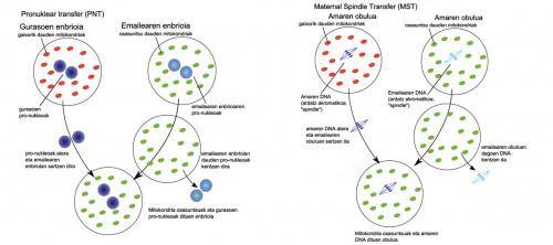 Etika eta bioteknologia: mtDNAn jatorria duten gaixotasunak ekiditen 