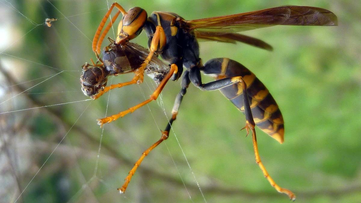 Liztor asiarrari buruzko hitzaldia, gaur, Kultur Birikan