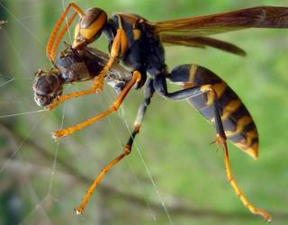 Liztor asiarrari buruzko hitzaldia, gaur, Kultur Birikan