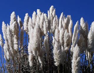 Landare inbaditzaileen garbiketa domekan Derion