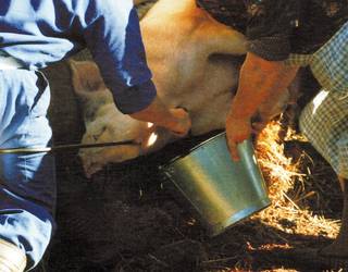 Kontatu genuen... 2005eko azaroan