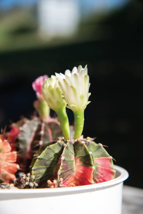 Gymnocalycium