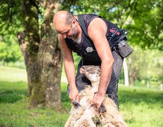 “Ardi Moztaileen Euskal Selekzioa erakusleiho  bat izan da,  ezagutzera eman du gure lana”